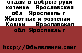 отдам в добрые руки котенка - Ярославская обл., Ярославль г. Животные и растения » Кошки   . Ярославская обл.,Ярославль г.